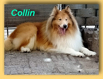 Collin, Collie-Rüde- vorgestellt von Collies und Shelties in Not