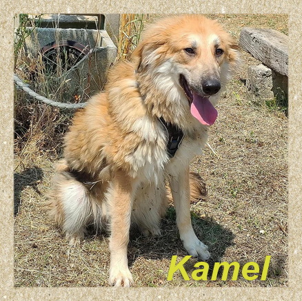 Kamel, Coliie-Mix-Rüde- vorgestellt von Collies und Shelties in Not